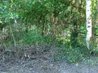 DSC02539.webp