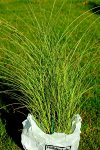 Miscanthus_MorningLight_600.JPG