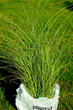 Miscanthus_MorningLight_600.webp
