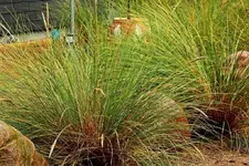 Miscanthus1_1024.webp