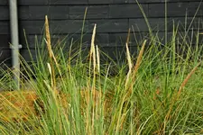 Miscanthus2_1024.webp