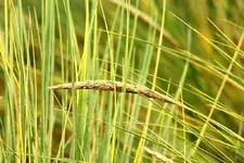 Miscanthus_Aehre_1024.webp