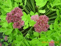 sept08 004.webp