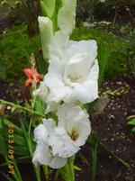 sept08 007.webp