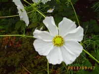 sept08 009.webp