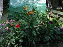 DSC03150.webp
