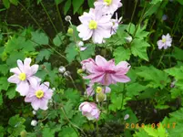 sept08 012.webp