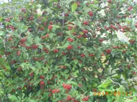 sept08 024.webp