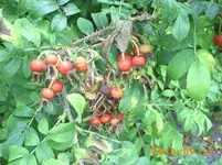 sept08 026.webp
