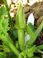 zucchini_blüte.webp