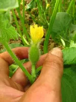 melone_blüte.webp