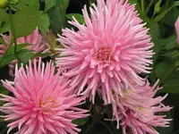 030.webp
