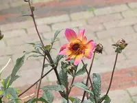 018.webp