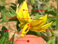 tomatenblüte.webp