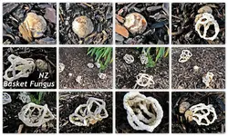 Copy of collage basket fungus nz.webp