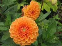 035.webp