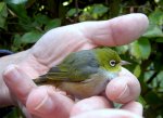 Waxeye (4) v.jpg