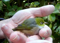 Waxeye (4) v.webp