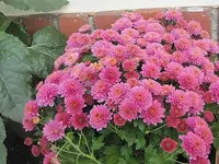 082.webp
