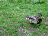 P1000646.webp