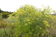 2013_0916Sommer0013 gartenfenchel.webp