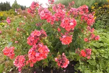 2013_0916Sommer0011.webp