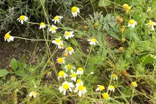 2013_0916Sommer0031.webp