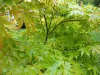 SAM_2124.webp