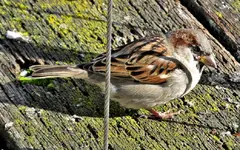 Copy of IMG_4013v.webp