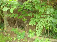 DSC03204.webp
