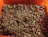 Oregano.webp