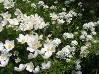 Anemone und Schleifenblume 18.5.2013.webp