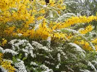 Forsythie mit Brautspiere.webp