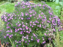 006.webp