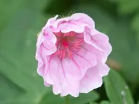 010.webp