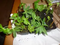 P1090805.webp