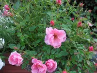 SAM_2126.webp
