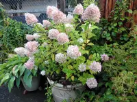 SAM_2127.webp