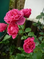 P1100691.webp