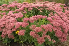 2013_0916Sommer0035.webp