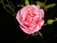 CIMG1034.webp