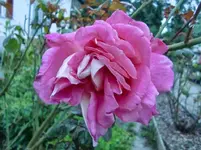 CIMG1036.webp