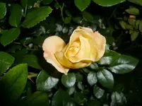 CIMG1049.webp