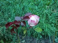 CIMG1052.webp