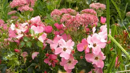 DSCN5549.webp