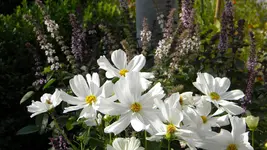 DSCN5553.webp