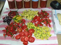 BILD4010.webp