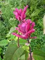 CIMG0981.webp
