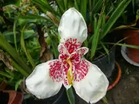 CIMG0979.webp