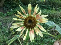 CIMG1003.webp